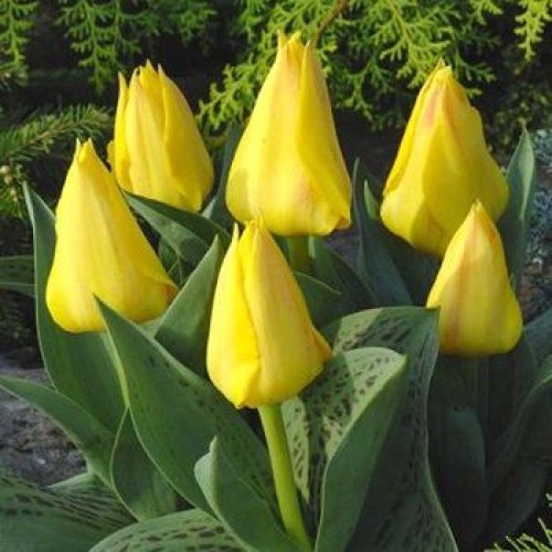 Golden Tango